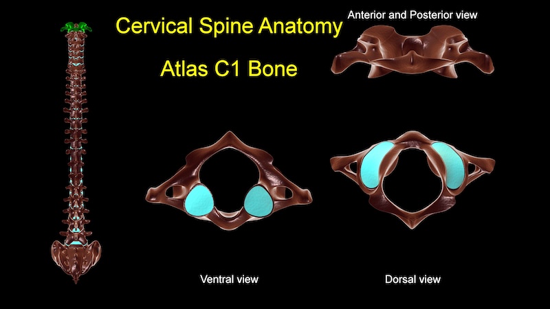 Cervical spine C 1 Atlas bone anatomy for medical concept 3D Illustration with anterior and posterior view