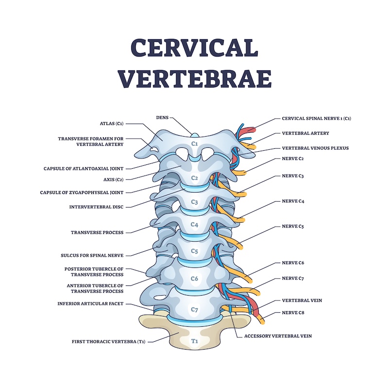 Cervical vertebrae with bones detailed and labeled structure outline diagram. Educational anatomical back scheme with skeletal, nerves and artery in backbone and spinal section vector illustration.